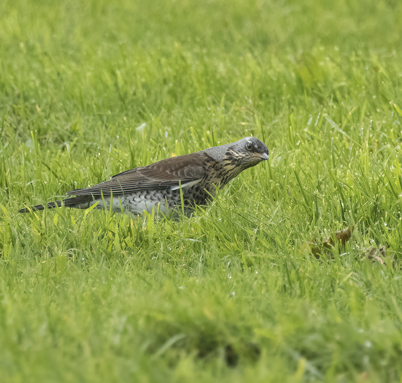 Kramsvogel211021A