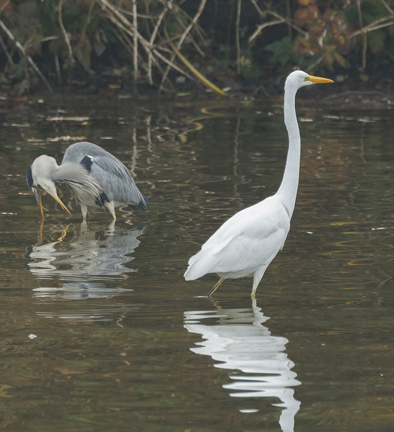 Blauwe_Grotezilverreiger121121