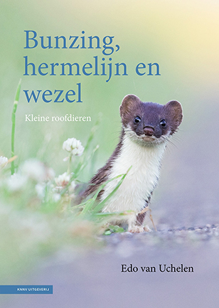 Bunzing_hermelijn_wezel