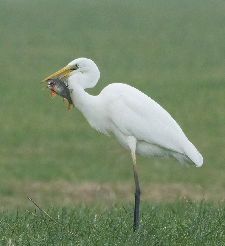 Grotezil;verreiger111121