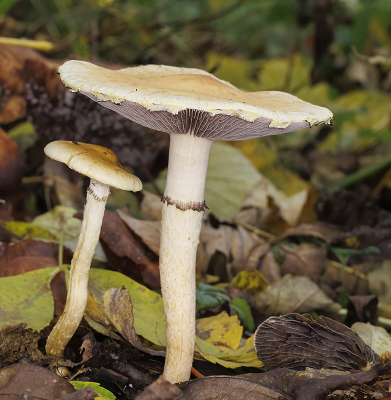 Okergelestropharia161121