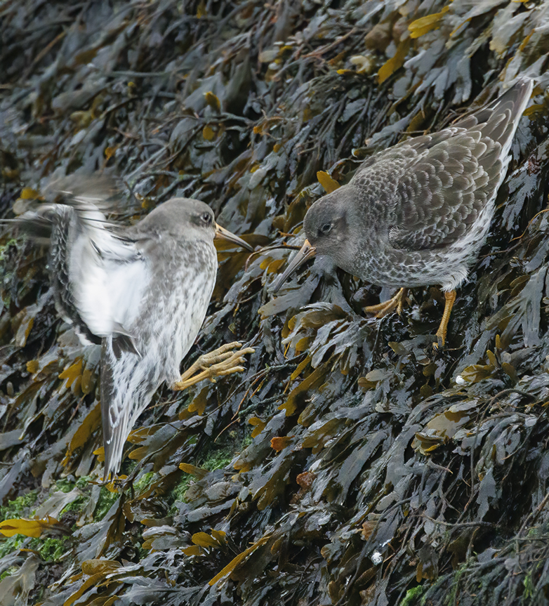 Paarsestrandlopers171121