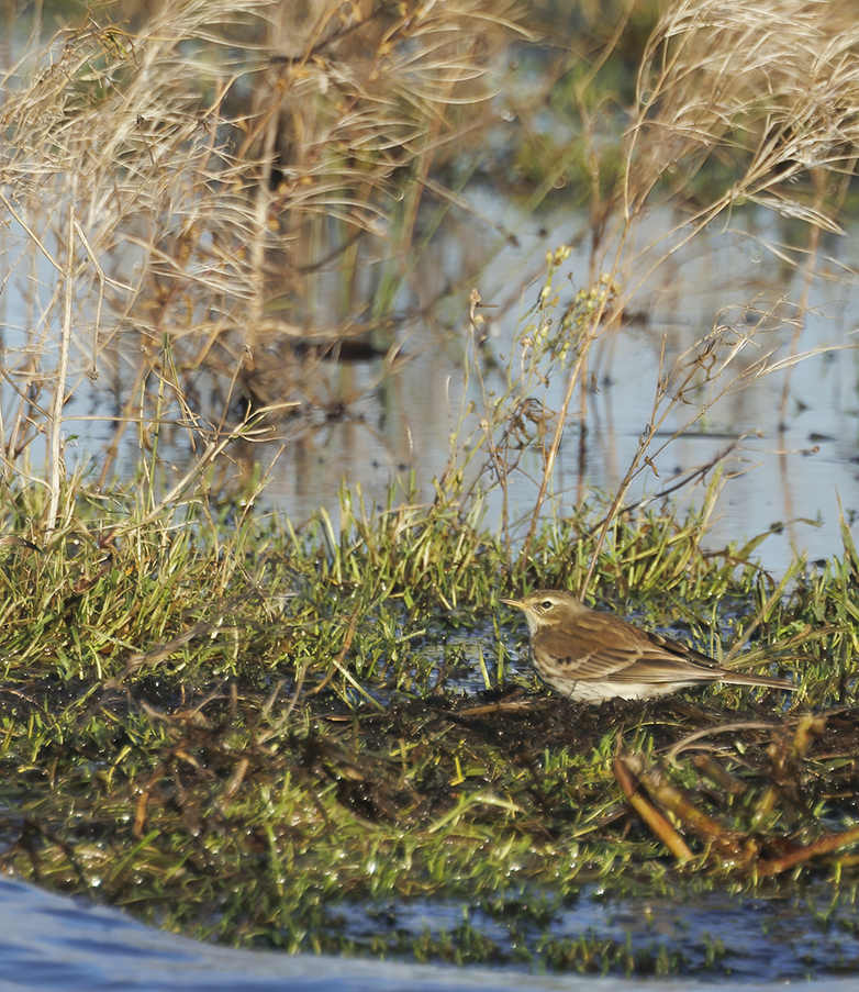 Waterpieper191121A