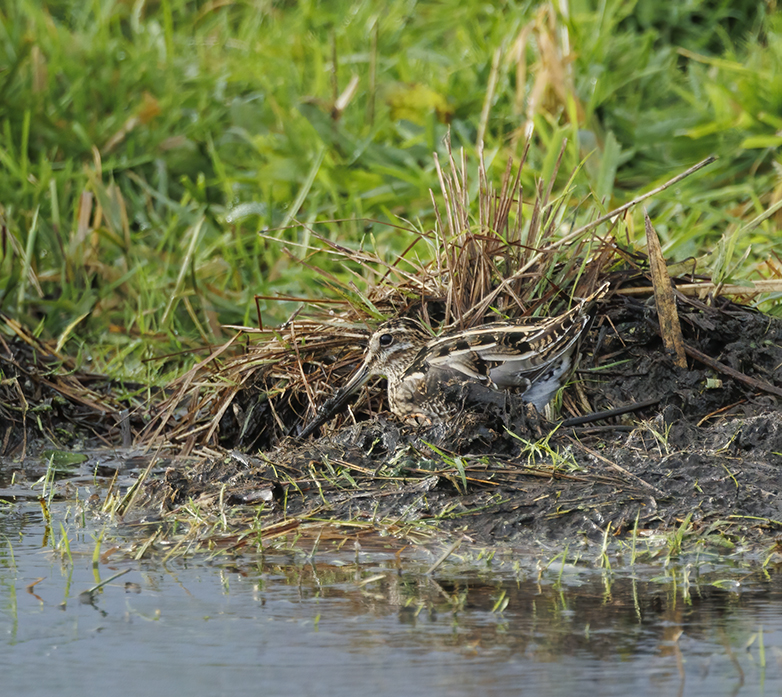 Watersnip041121