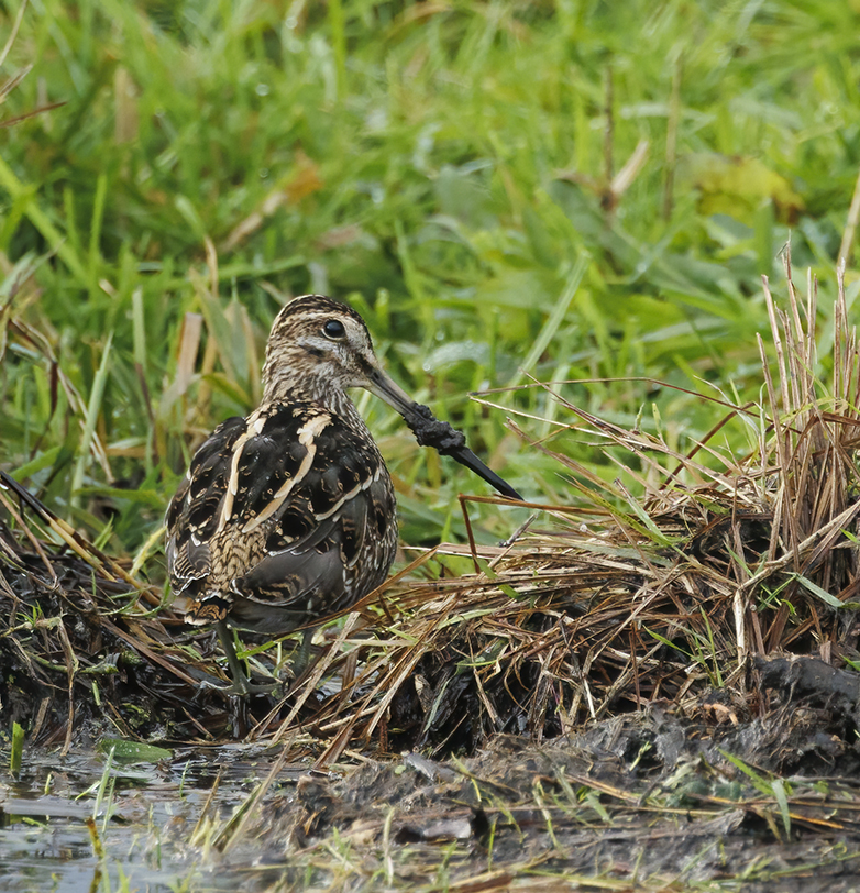 Watersnip041121A