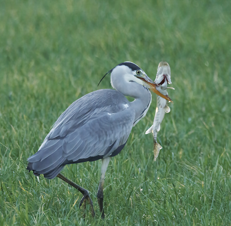 Blauwereiger_Snoek111221