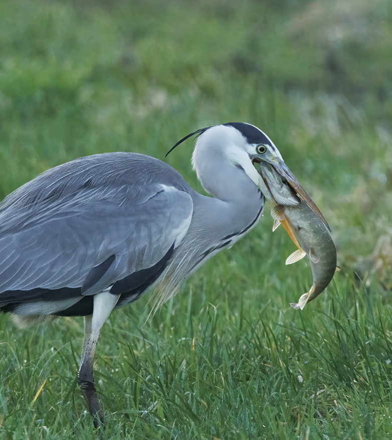 Blauwereiger_Snoek111221A