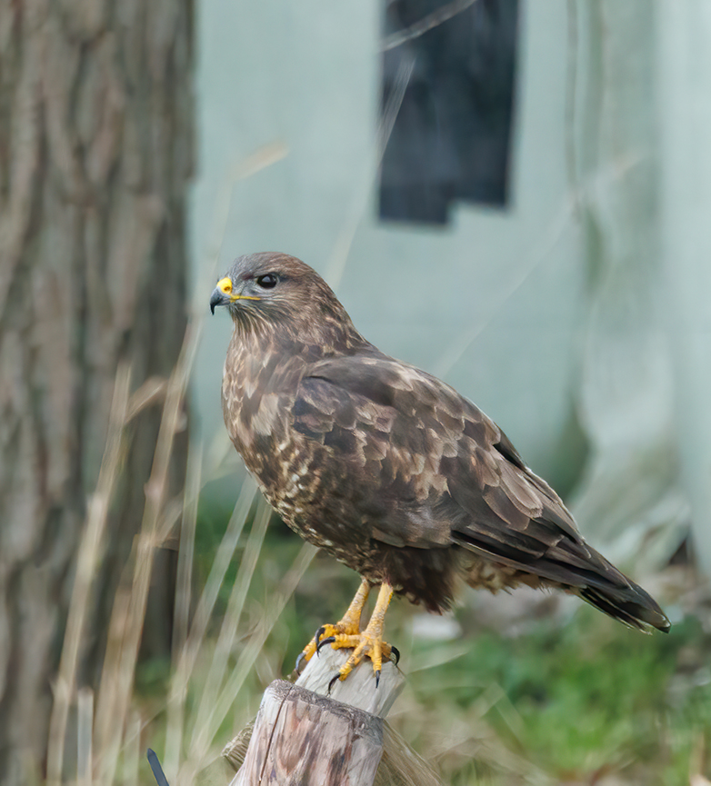 Buizerd031221