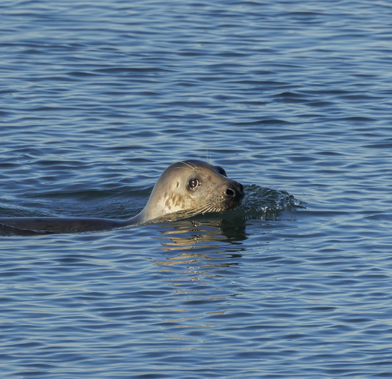 Grijzezeehond211221