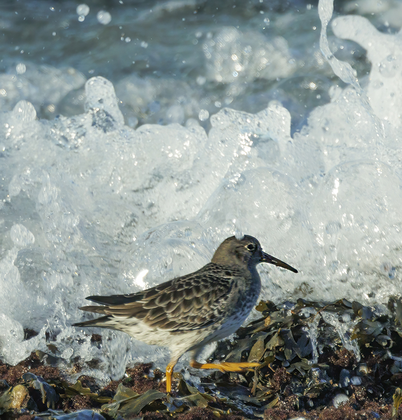 Paarsestrandloper211221