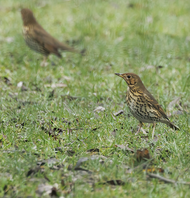 Zanglijsters201221