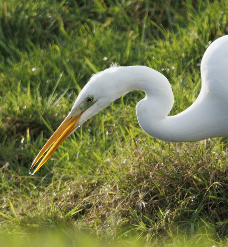 Grotezilverreiger070122A