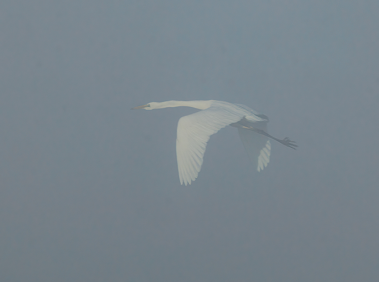 Grotezilverreiger161221