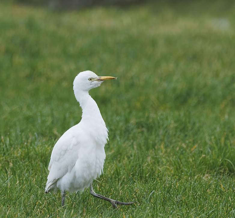 Koereiger230122C