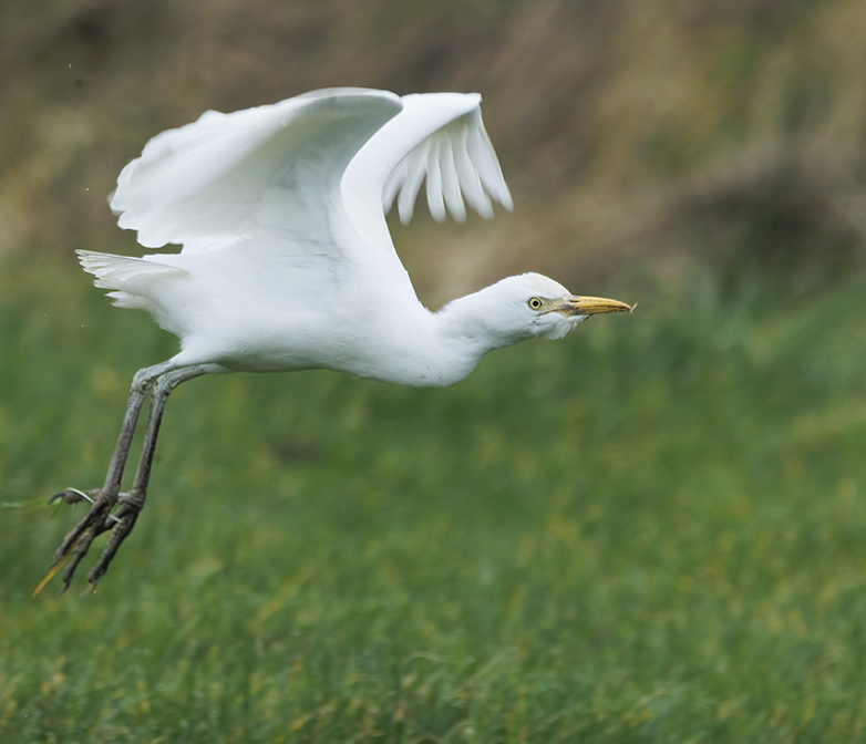 Koereiger230122E