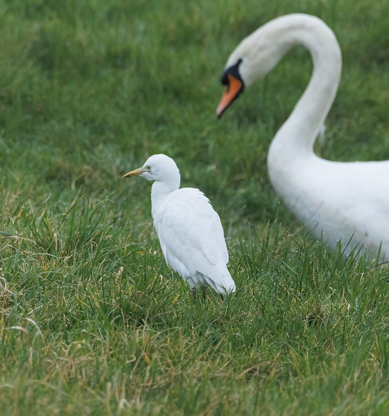 Koereiger_Knobbelzwaan230122