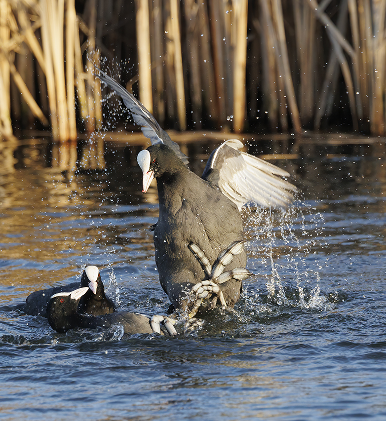 Meerkoeten030122C