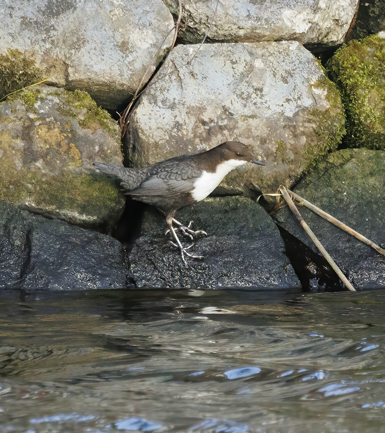 Waterspreeuw030122E