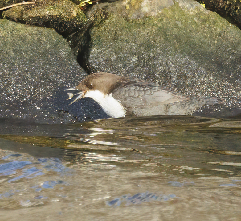 Waterspreeuw030122G