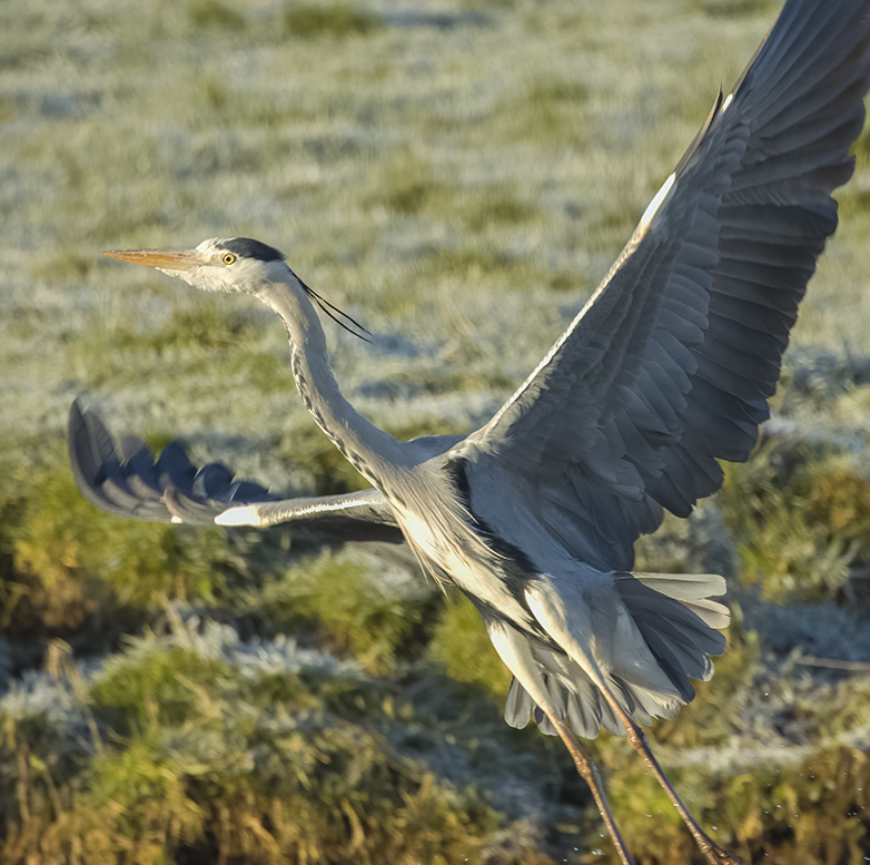 Blauwereiger270222