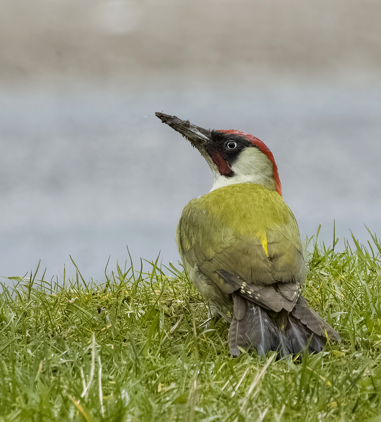 Groenespecht160222