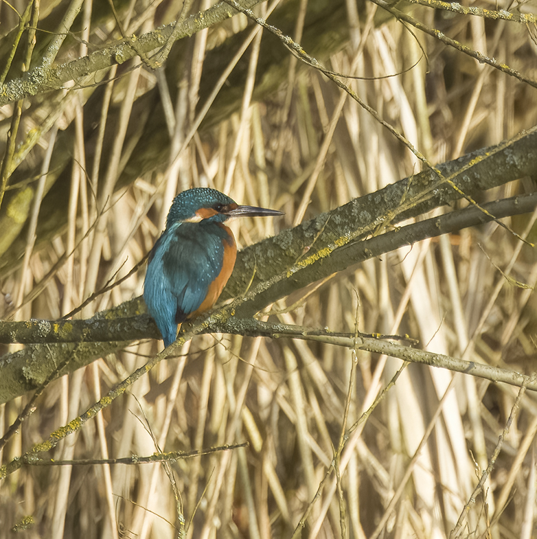 IJsvogel150222