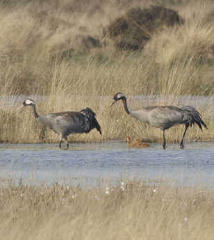 Kraanvogels100516D