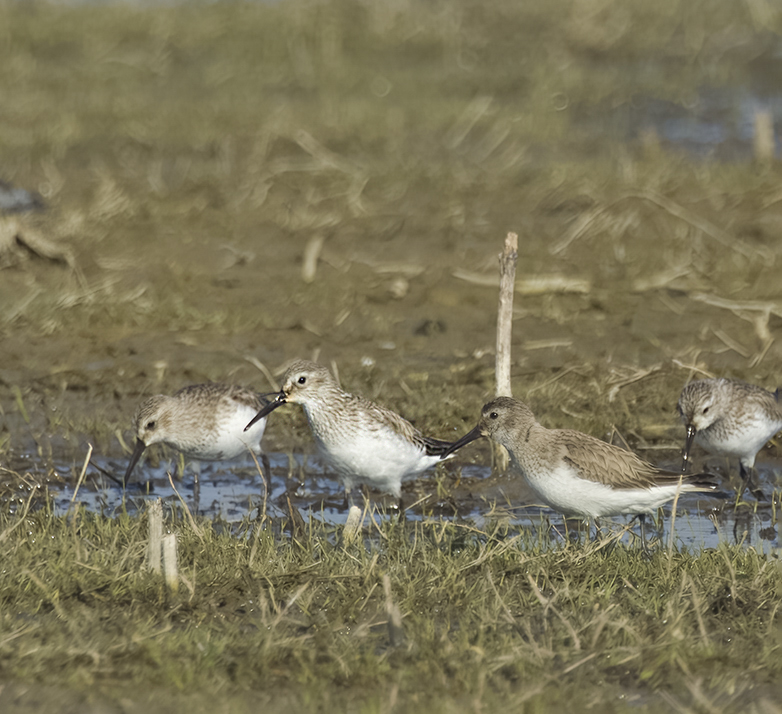 Bontestrandlopers250322