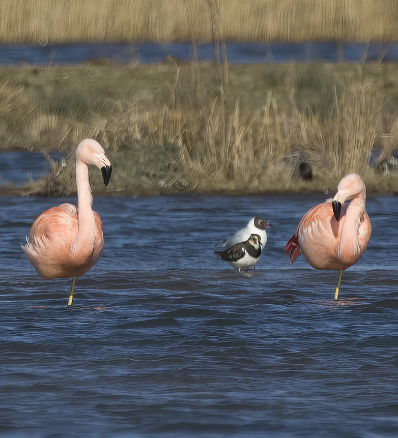 Chileenseflamingos080322