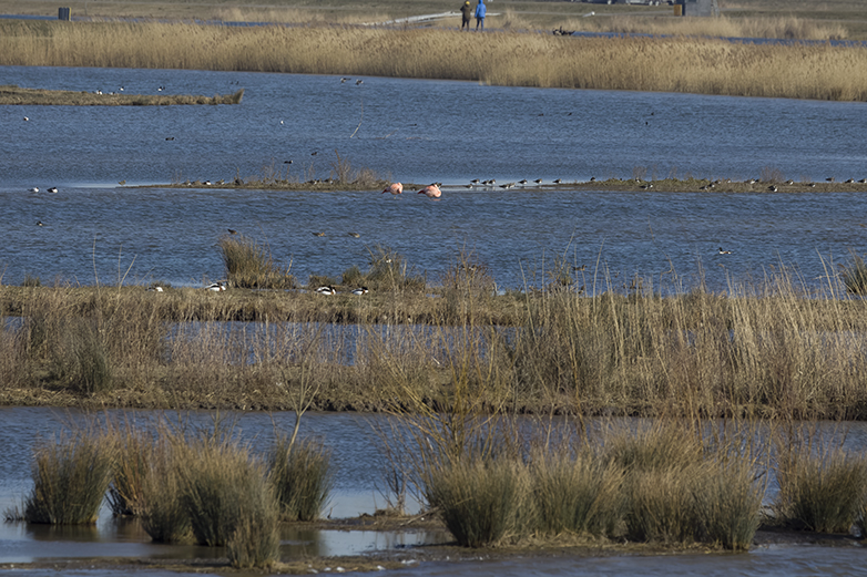 Chileenseflamingos080322A