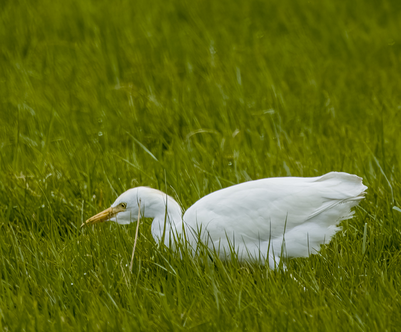 Koereiger010322