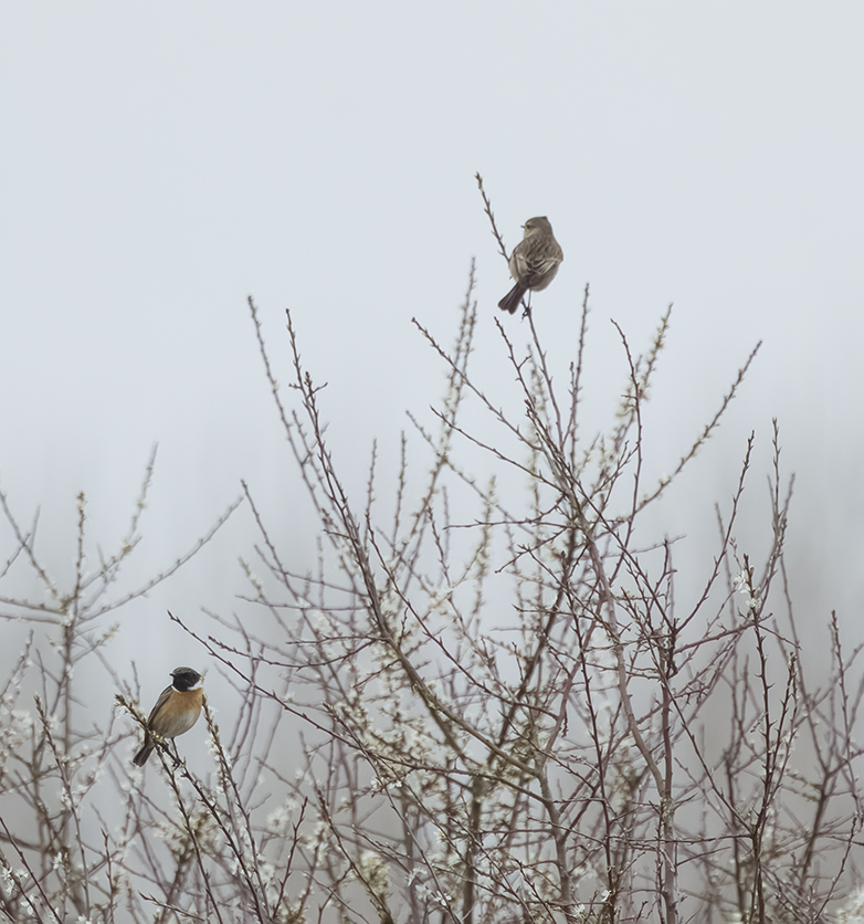 Roodborsttapuiten140322