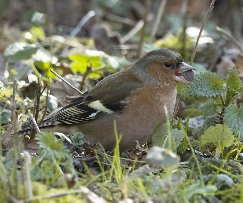 Vink070322