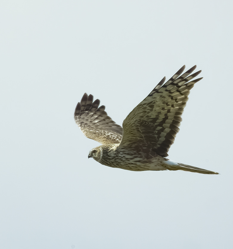 Blauwekiekendief190422