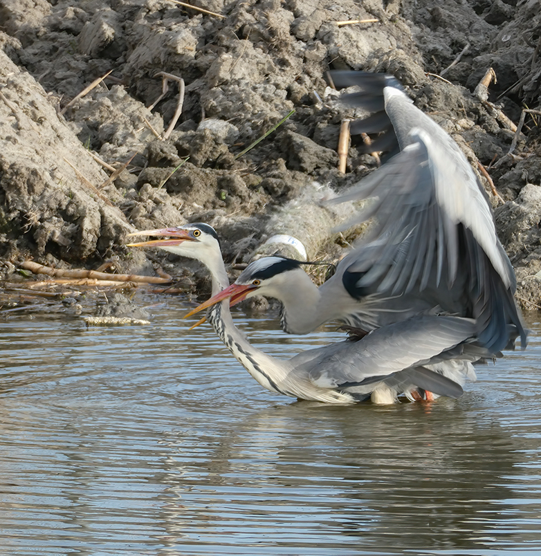 Blauwereigers180422_JvdH