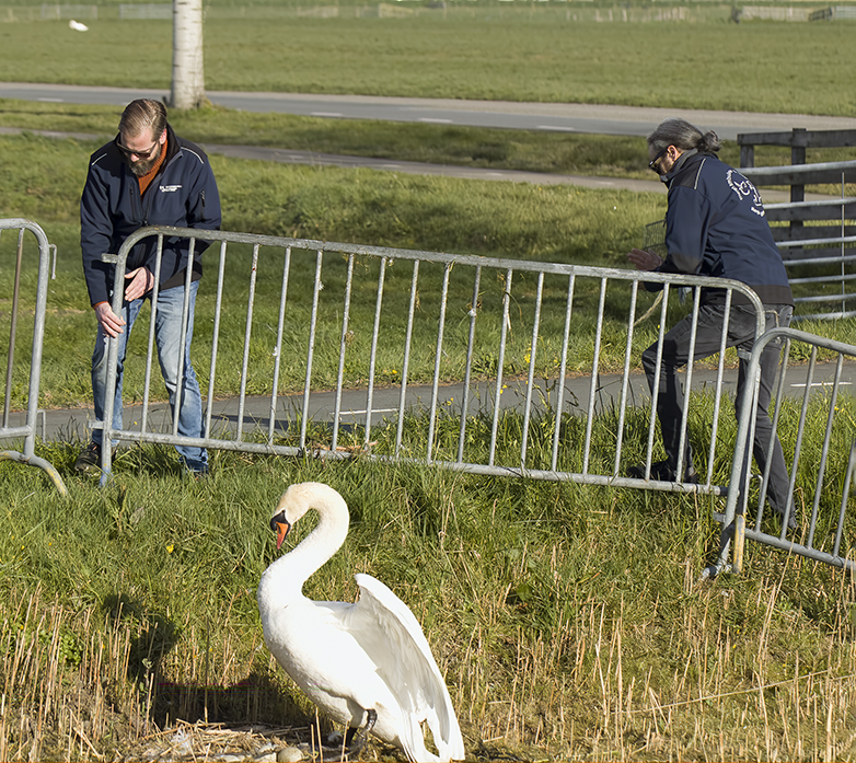 Knobbelzwanen_Broekweg030422C