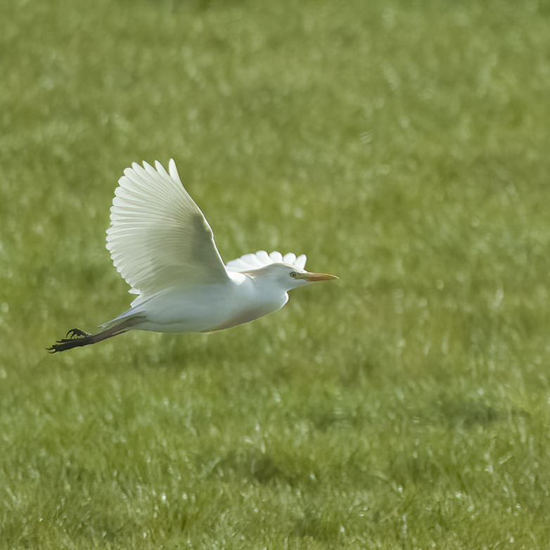 Koereiger160422H