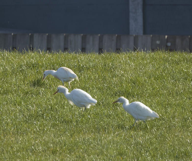 Koereigers160422