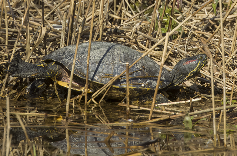 Roodwangschildpad140422