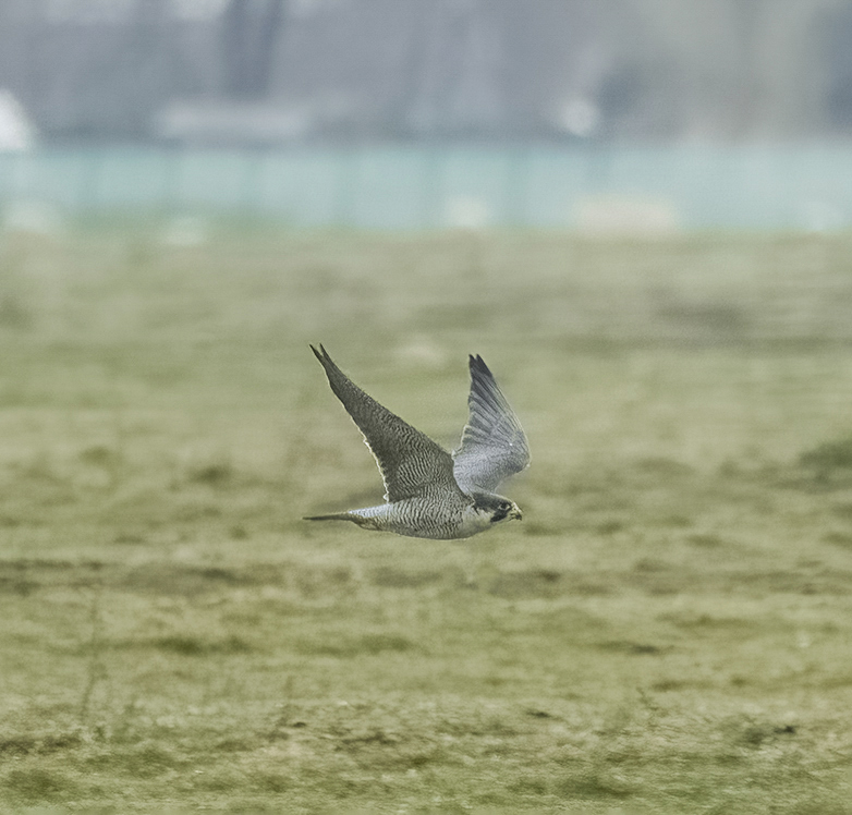 Slechtvalk310322