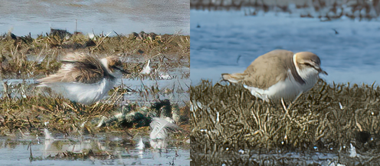 Strandplevier260422_coll