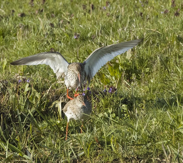 Tureluurs210422B