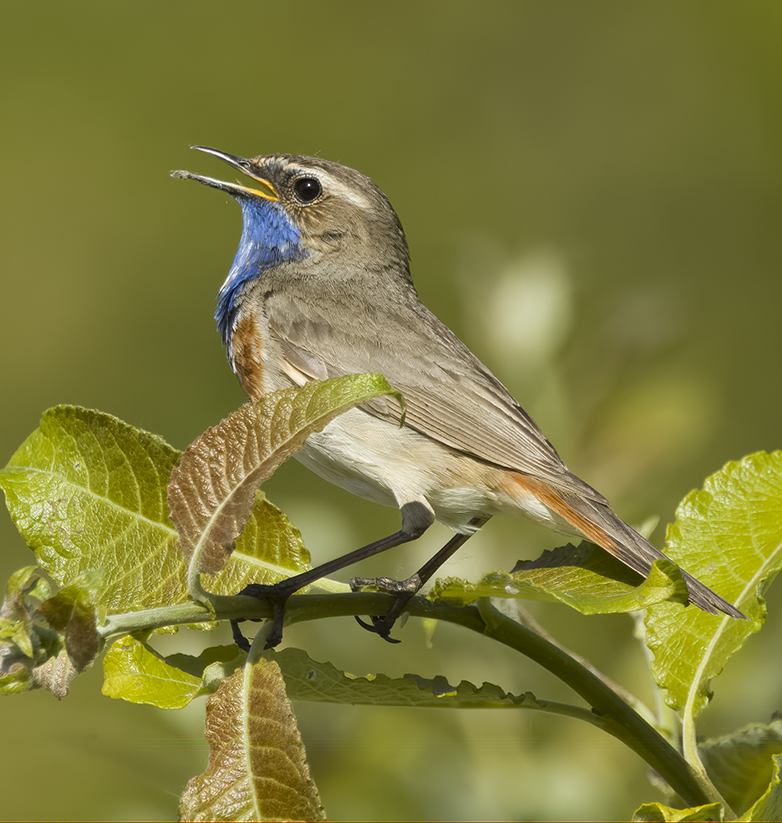 Blauwborst090522