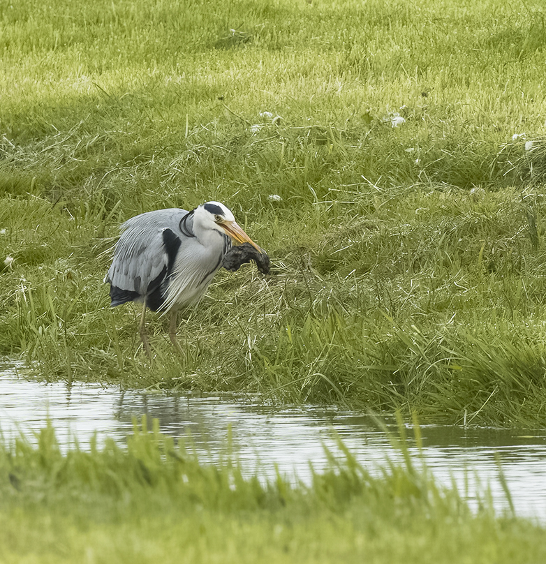 Blauwereiger290422