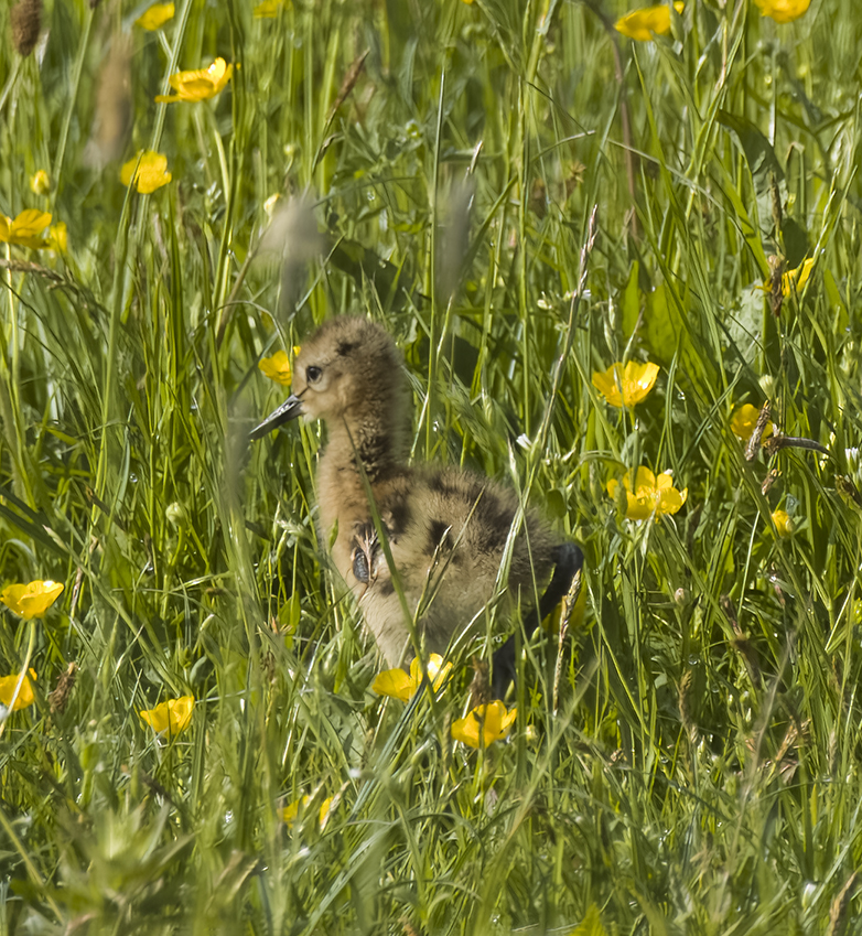 Grutto140522