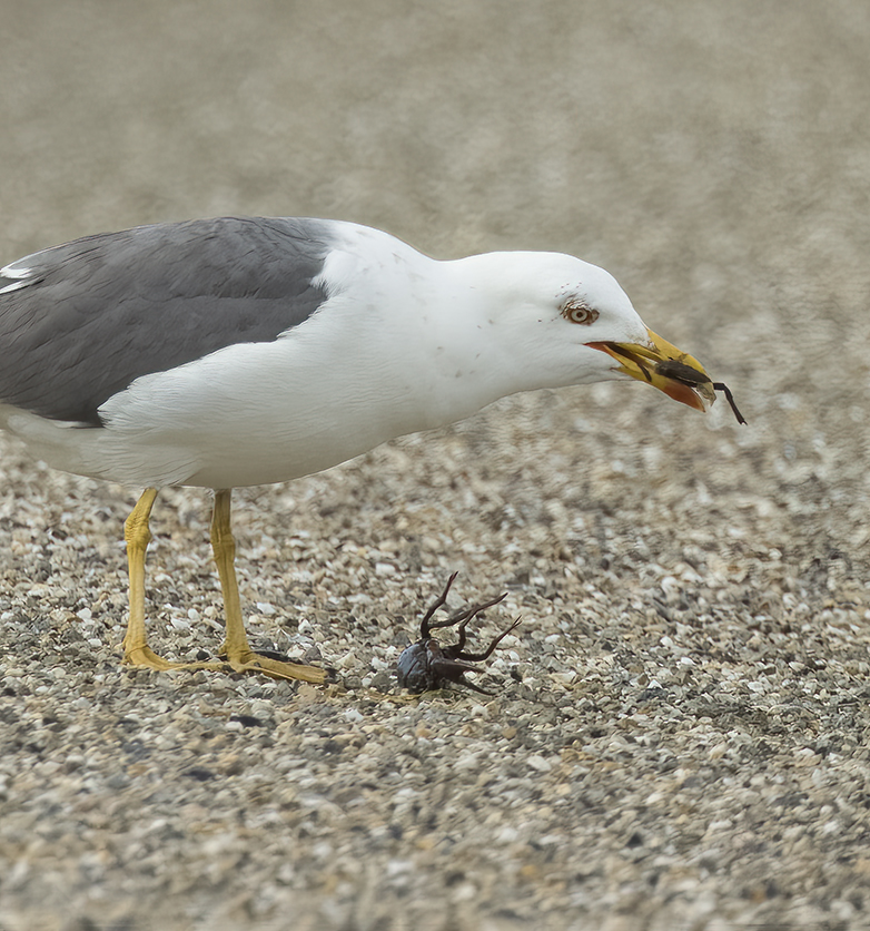 Kleinemantelmeeuw_Kreeft110522A