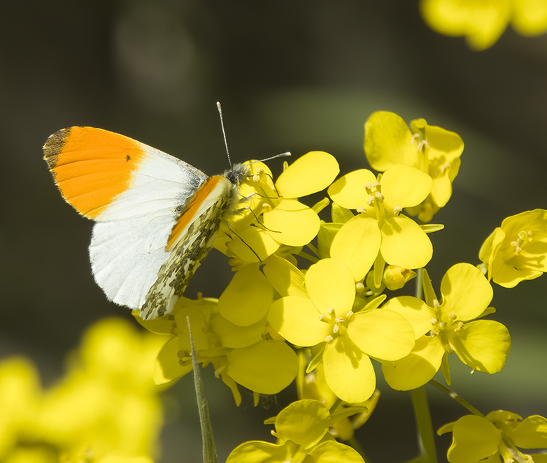 Oranjetipje040522