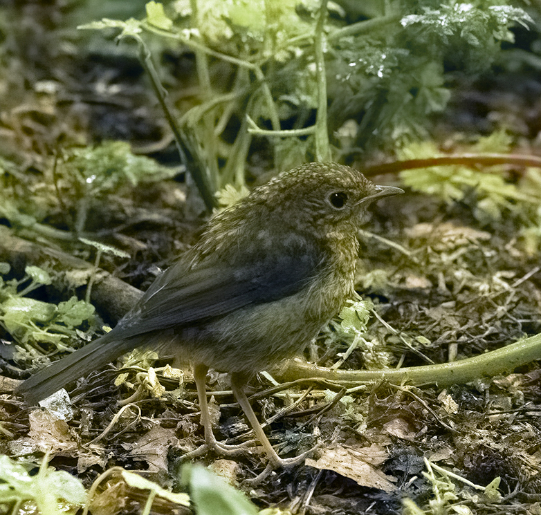 Roodborst190522