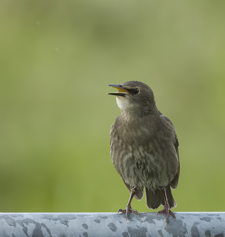 Spreeuw190522