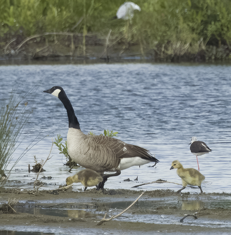 Steltkluut_Canadaganzen250522